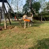 Kutyakiképző Berendezés, Szakadásálló Ruhával