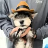 Macska-cowboy Sapka