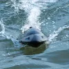 Távirányítós Jet Boat - Nagy sebességű elektromos 40KM/H (24.85 MPH) távirányítós csónak turbó gázturbinás hajtással és LED fényekkel,